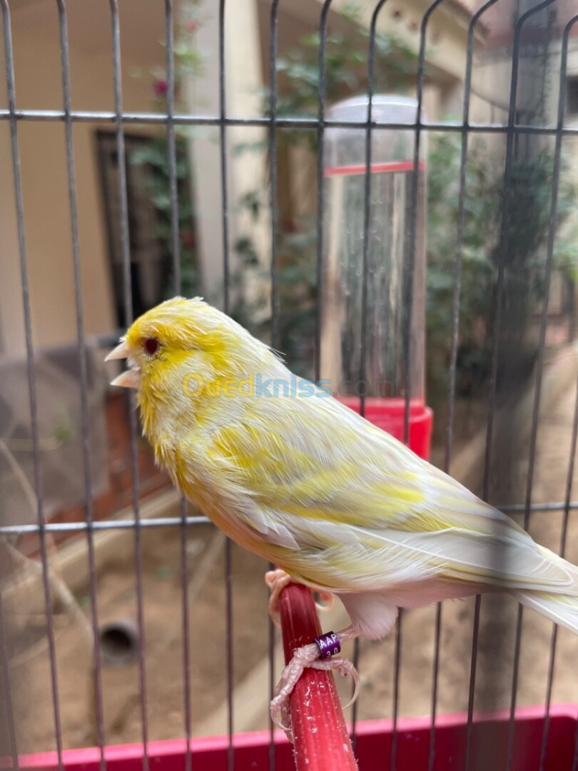 Canaris satiné yeux rouge