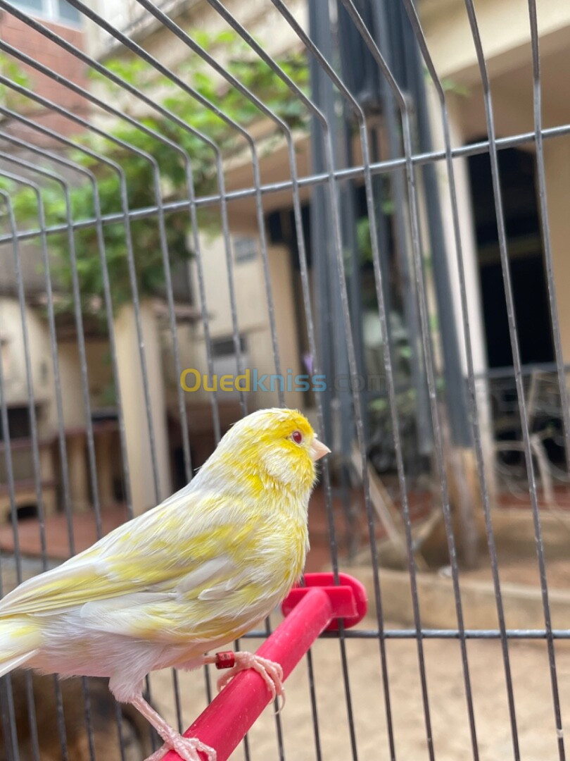 Canaris satiné yeux rouge