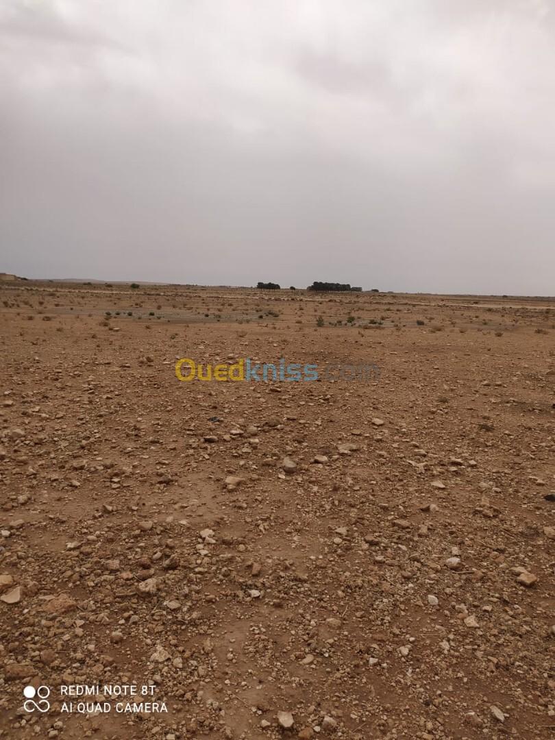 Vente Terrain Agricole Djelfa Hassi fedoul