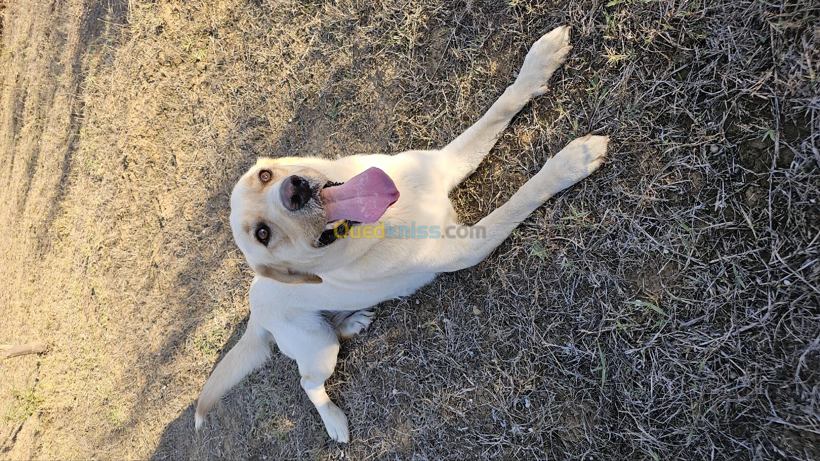 Une femelle labrador