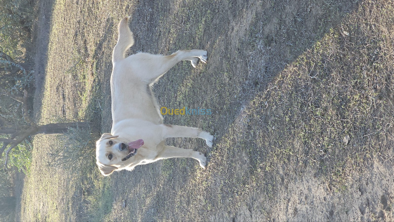 Une femelle labrador