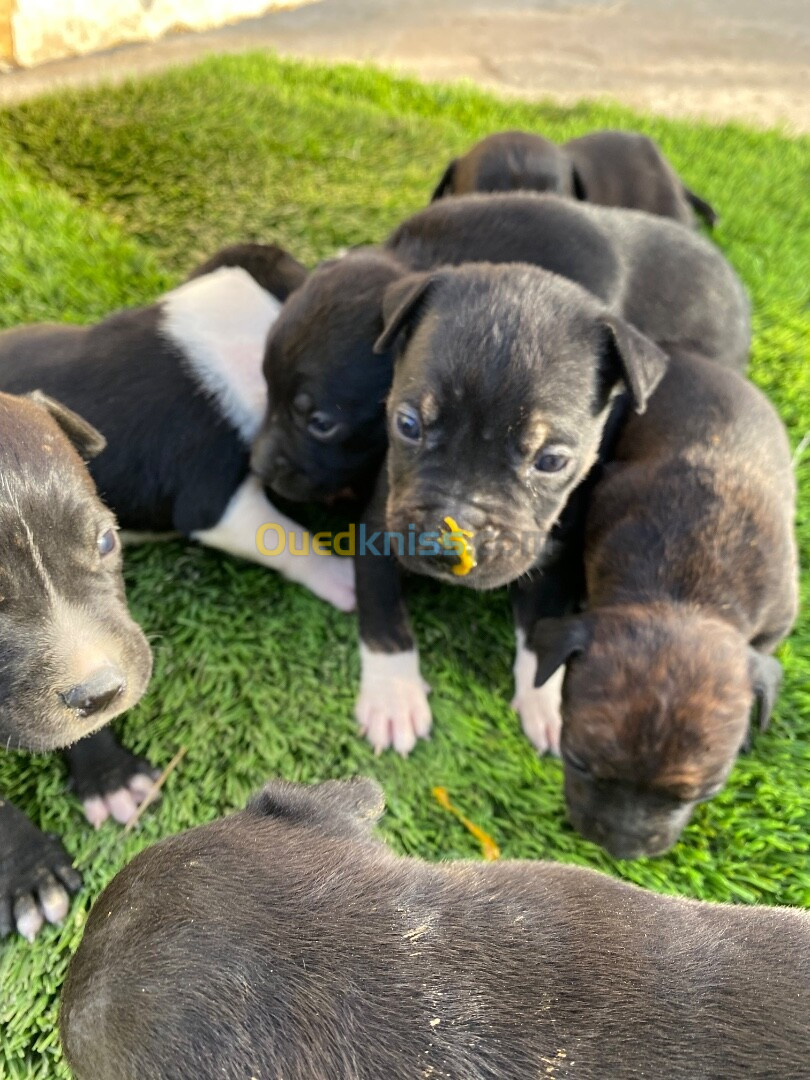 Chiots pitbull