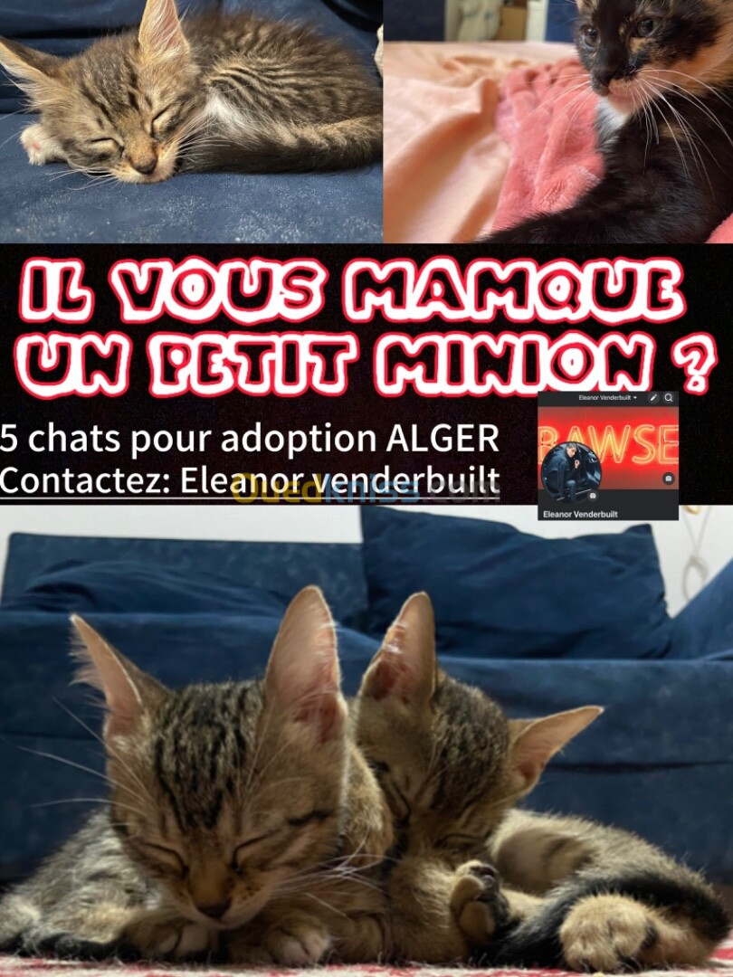 5 chats pour adoption gratuit 