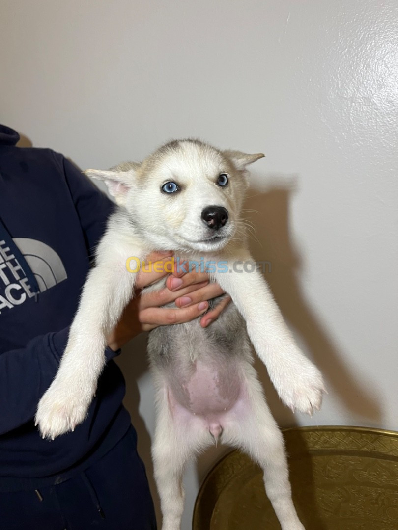 Chiots husky sebirien 