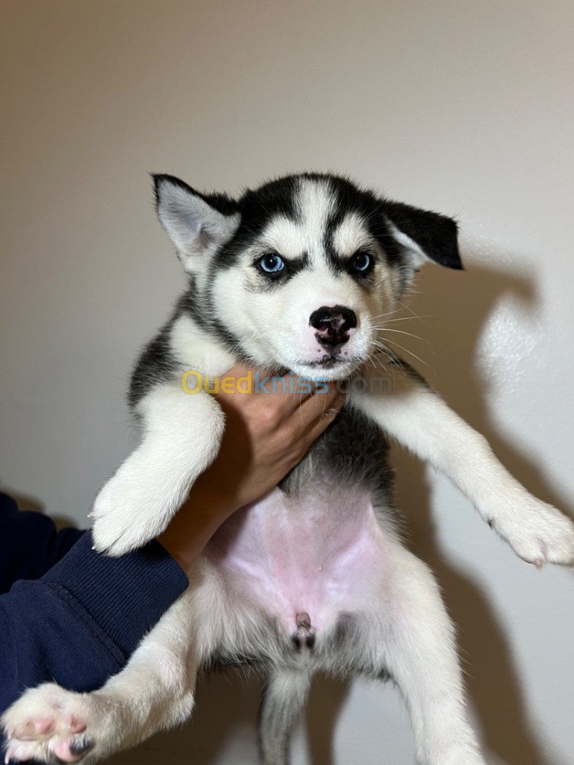 Chiots husky sebirien 