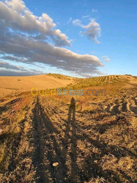 Vente Terrain Agricole Aïn Témouchent Ain kihal