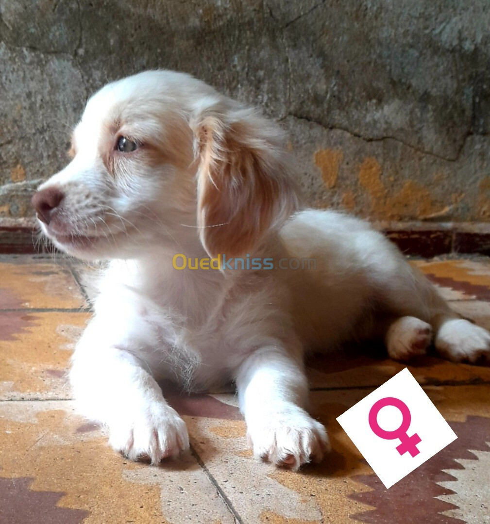 Chienne chiwawa avec ces deux petits chiens Mâle et femelle 2 moi 