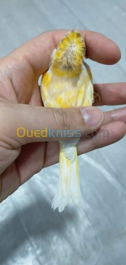 Canari orange huppé prêt