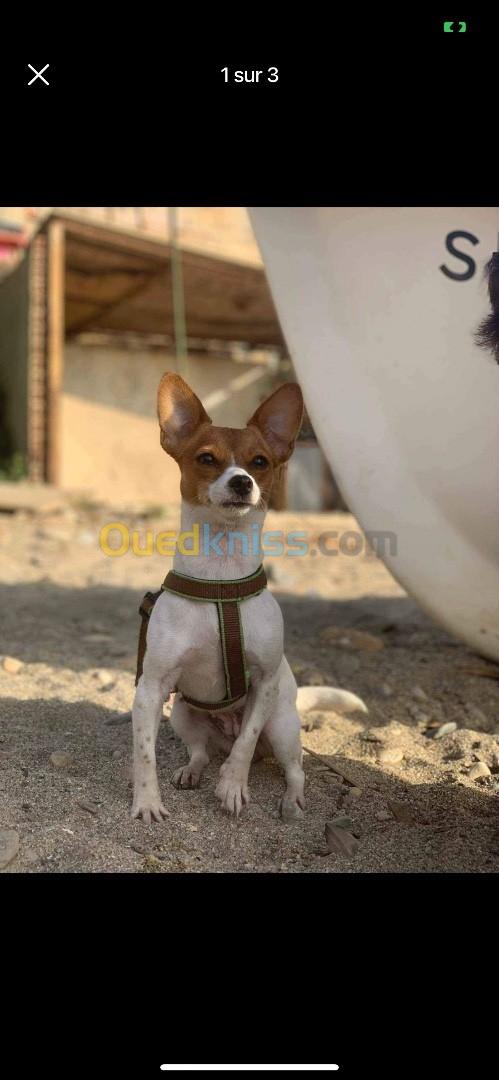 Jack Russel pure race