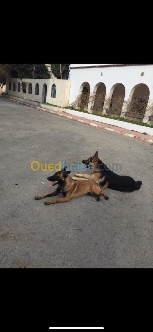 Chiot malinois X berger allemand 