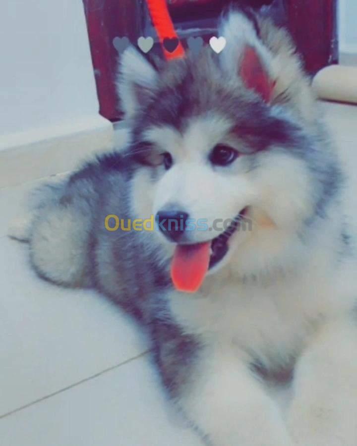 Husky Malamute 