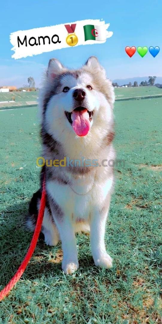 Husky Malamute 