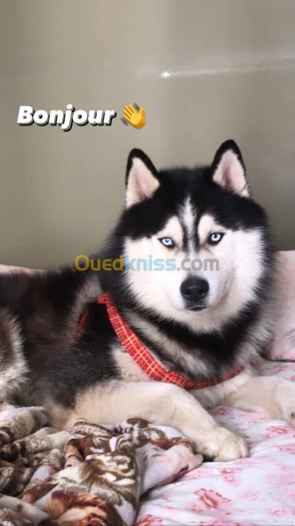 Male husky top a vendre alger