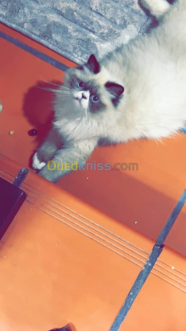 chat persan himalayen peke face