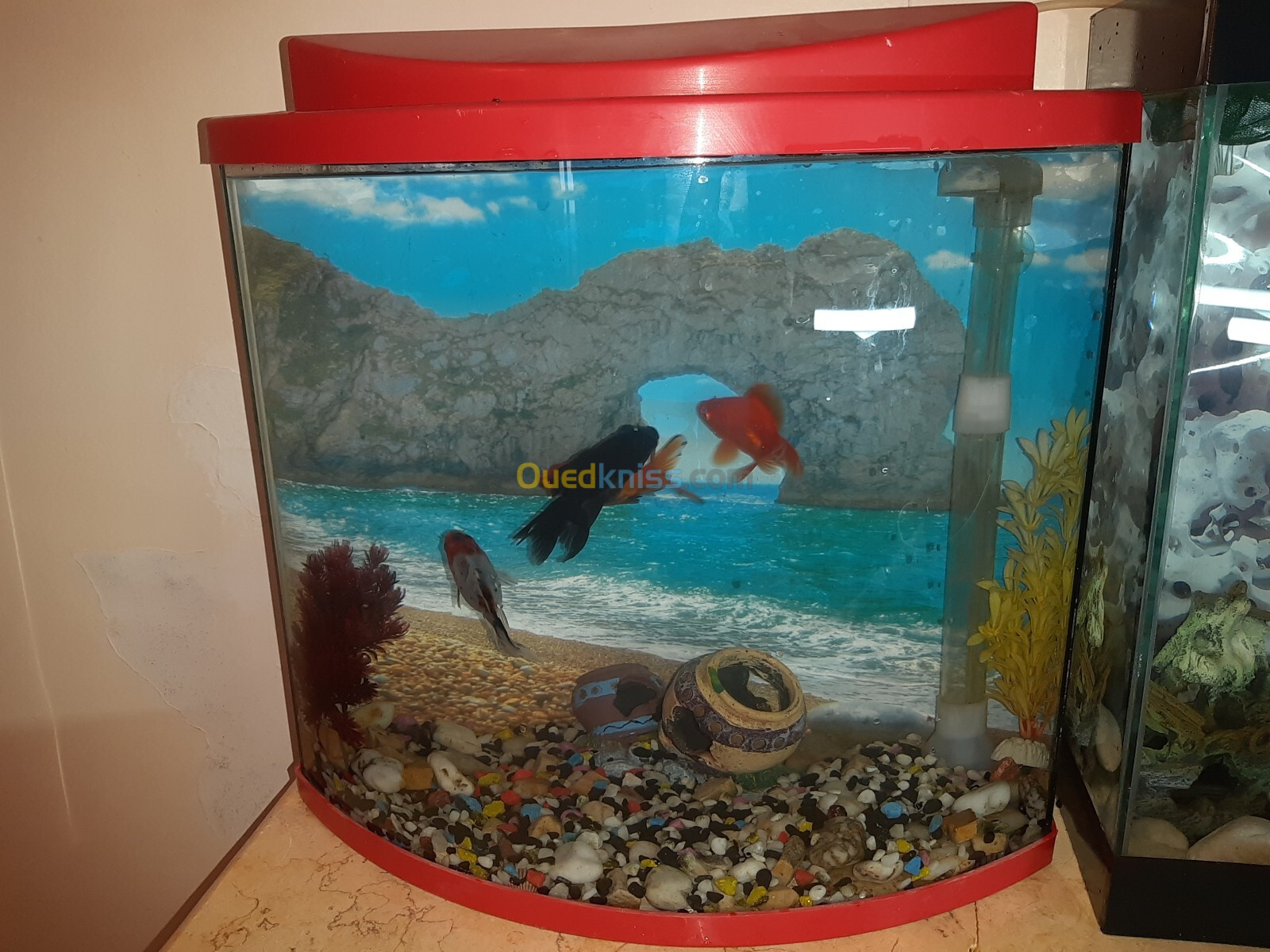 Aquarium 40 litres Façade bombée, avec Poissons et accessoires complet 