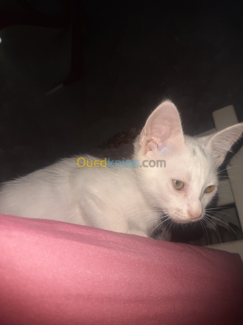 Chat angora Turk blanche femelle de 2 mois