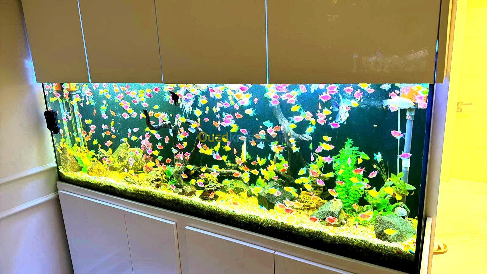 Conception d'aquarium sur mesure, équipements et accessoires, poissons et entretien 