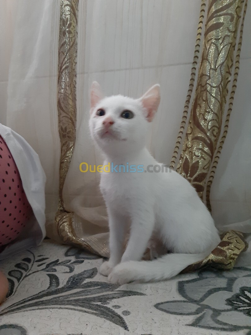 Chat angora Turk blanche femelle 2,5 mois 