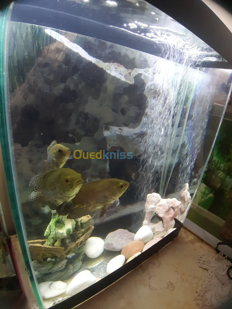 Jolie Aquarium 40 litres avec Poissons et accessoires complet 