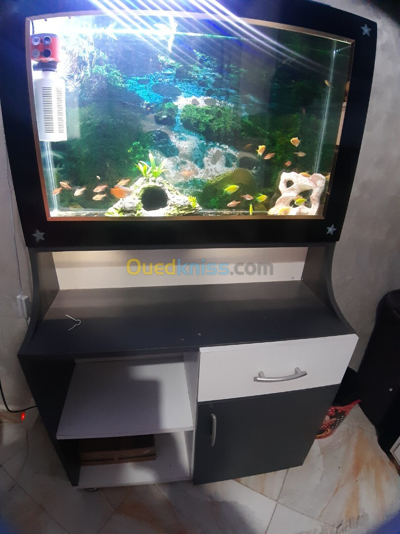 Aquarium 80cm avec meuble équipé avec Poissons 