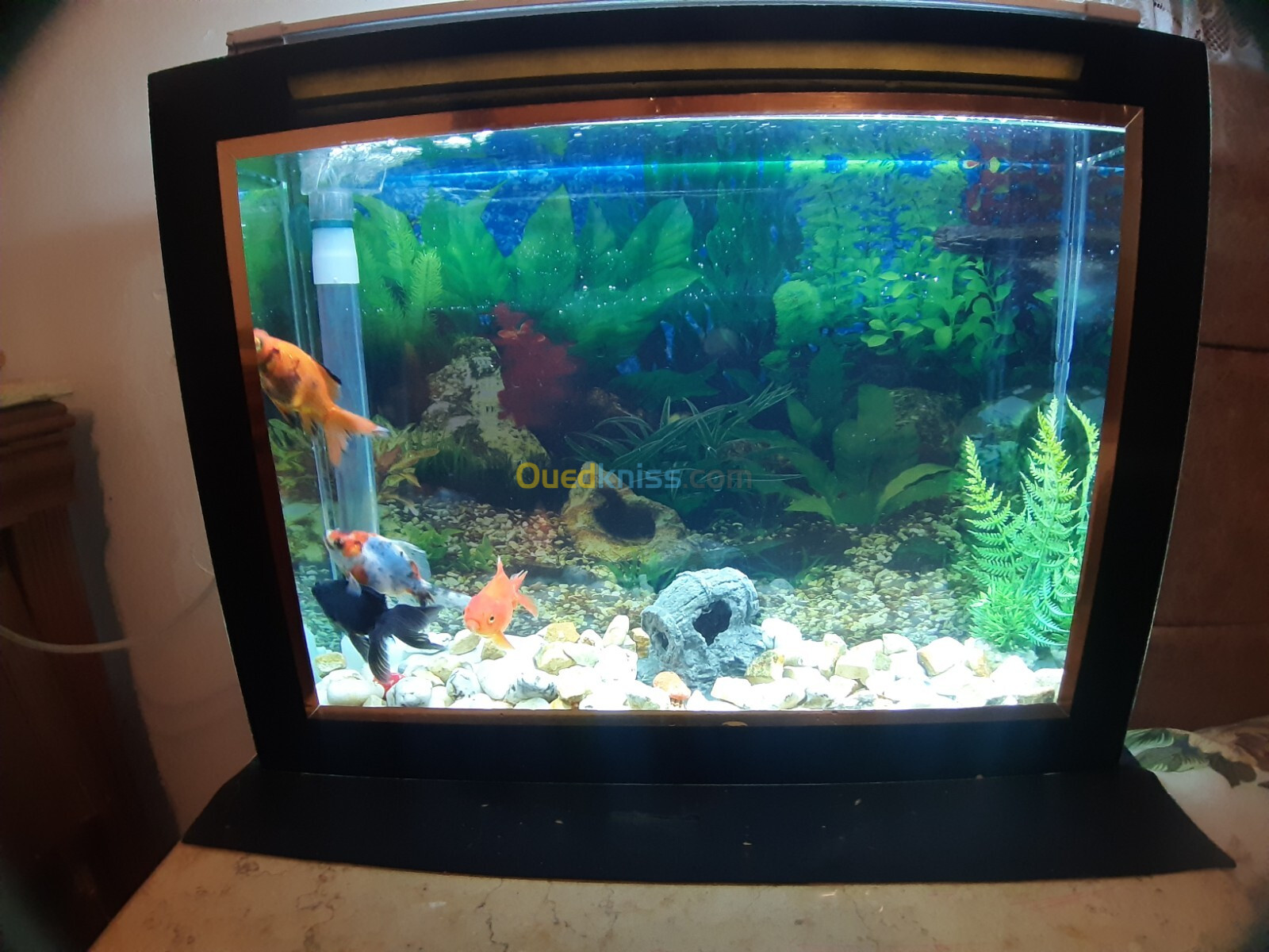 Aquarium plasma 52cm avec Poissons et accessoires complet 