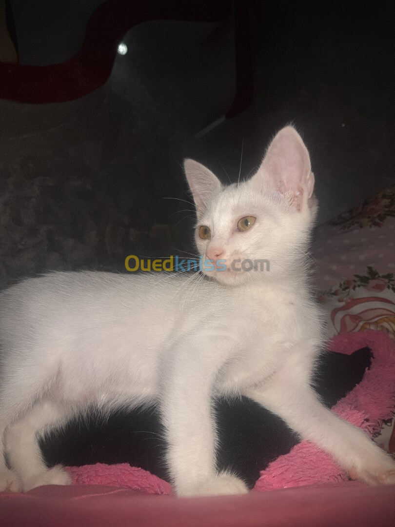 Chat angora Turk blanche femelle de 2 mois