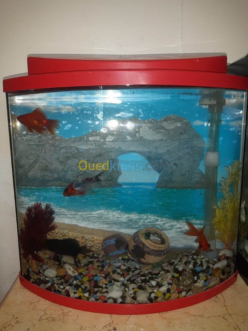 Aquarium 40 litres Façade bombée, avec Poissons et accessoires complet 