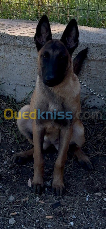 Chien Malinois Fumel 