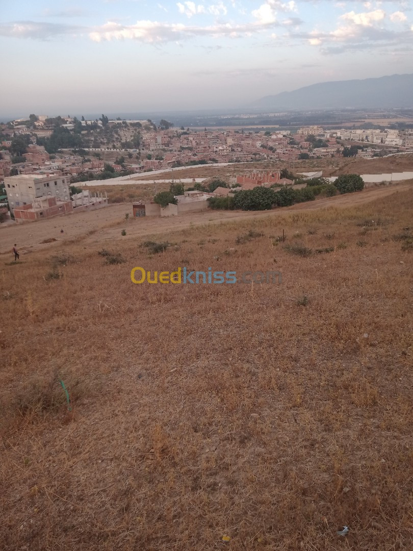 Vente Terrain Blida El affroun