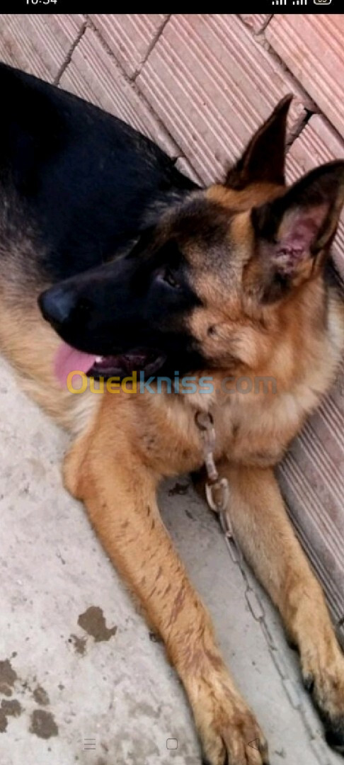 chien berger allemand 08mois 