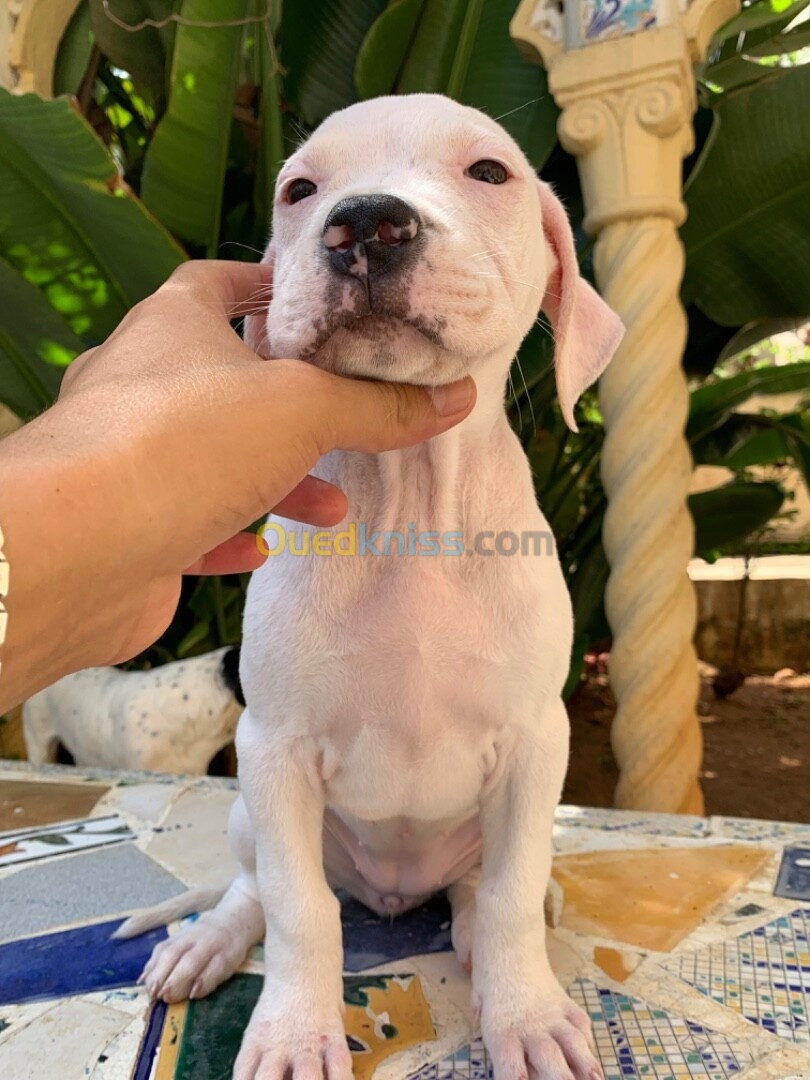 Vente chiot dog argentin 