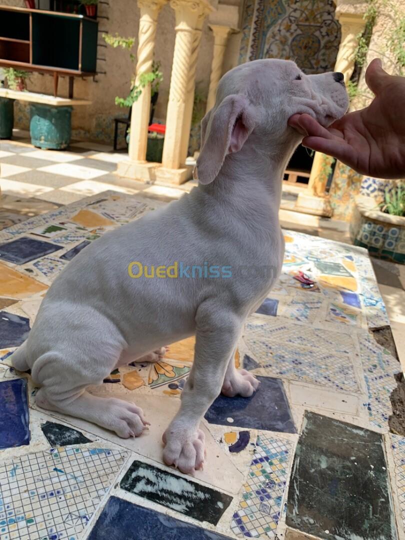 Vente chiot dog argentin 