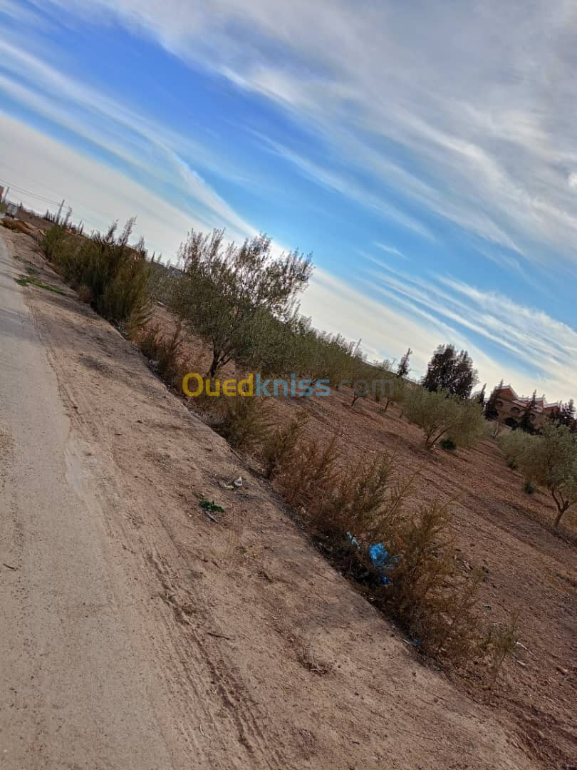 Vente Terrain Sidi Bel Abbès Sidi bel abbes