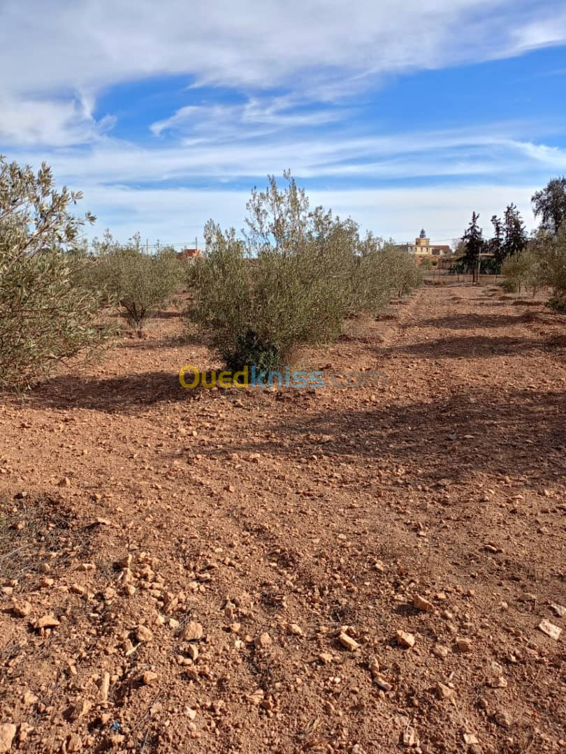 Vente Terrain Sidi Bel Abbès Sidi bel abbes