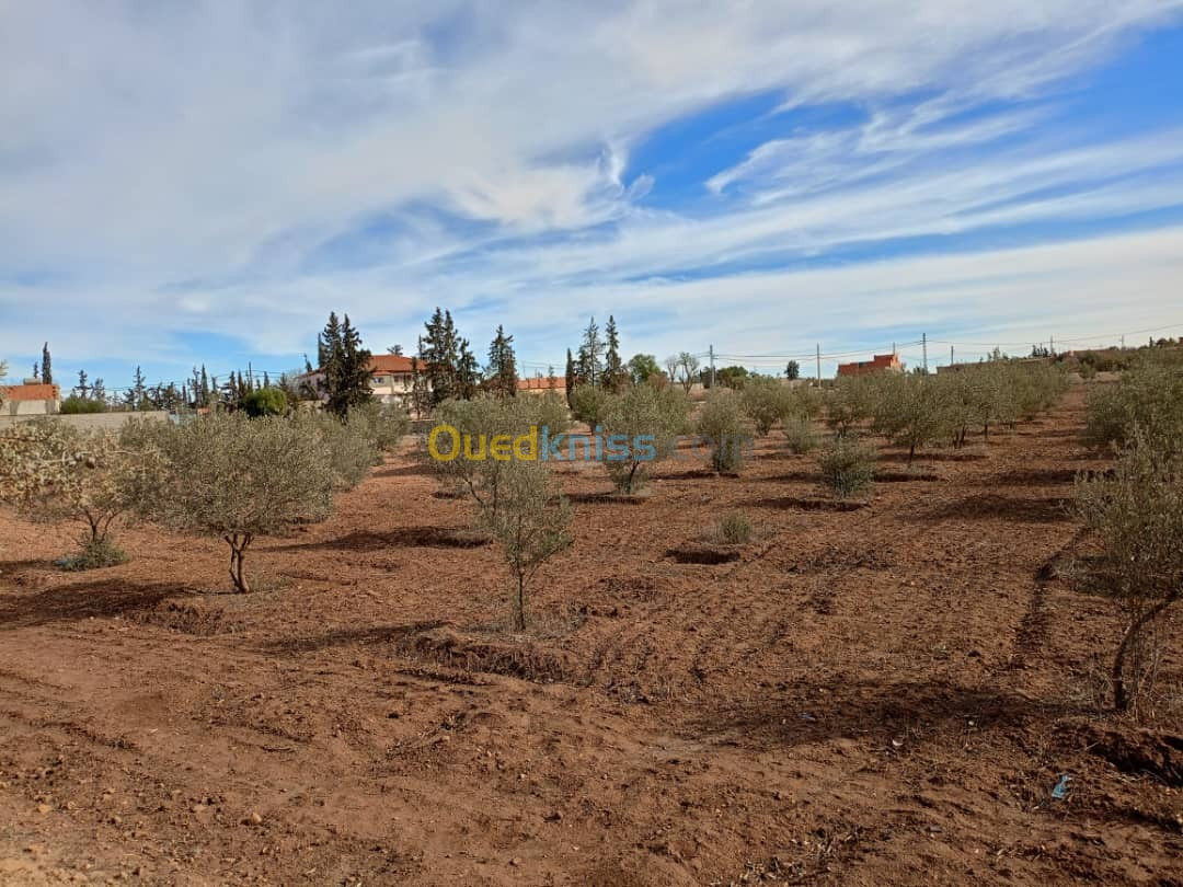 Vente Terrain Sidi Bel Abbès Sidi bel abbes