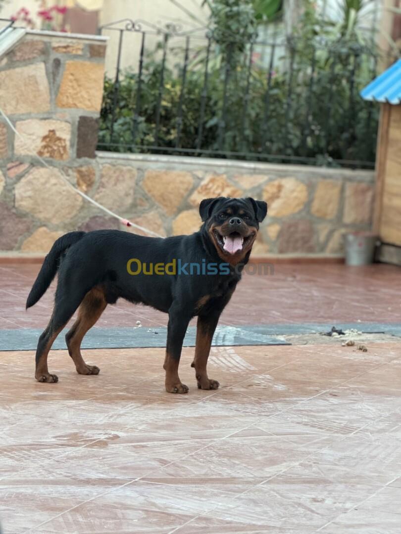 Mal rotweiler serbie 