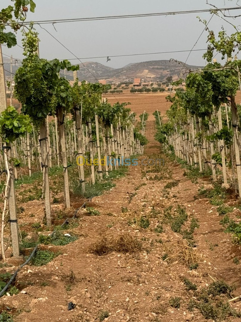 Vente Tlemcen Fellaoucene