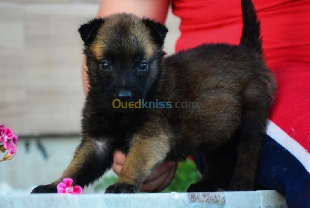 Chiot malinois 