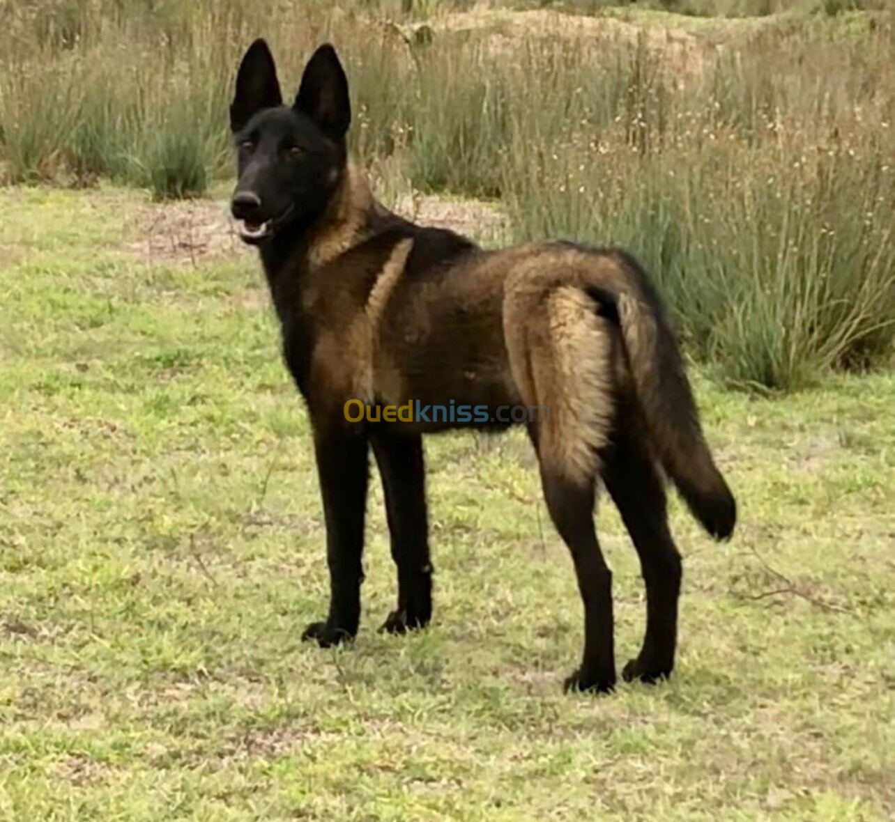 Chiot malinois 