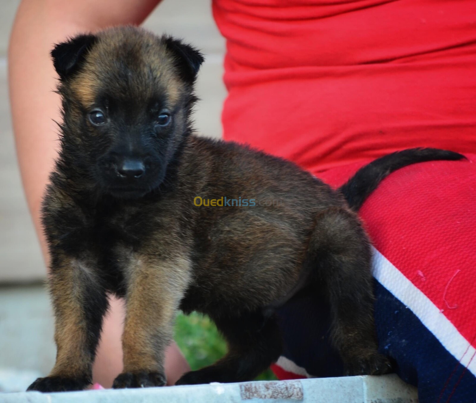 Chiot malinois 