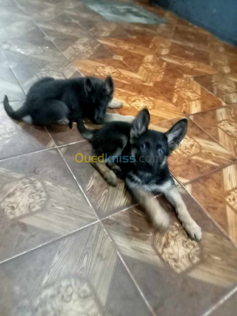 Chiots berger allemand 