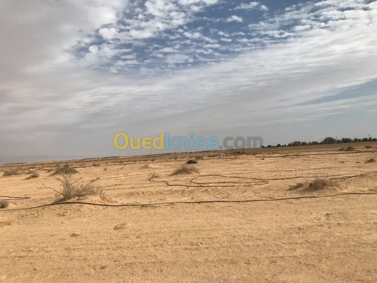 Vente Terrain Agricole El Oued Beni guecha