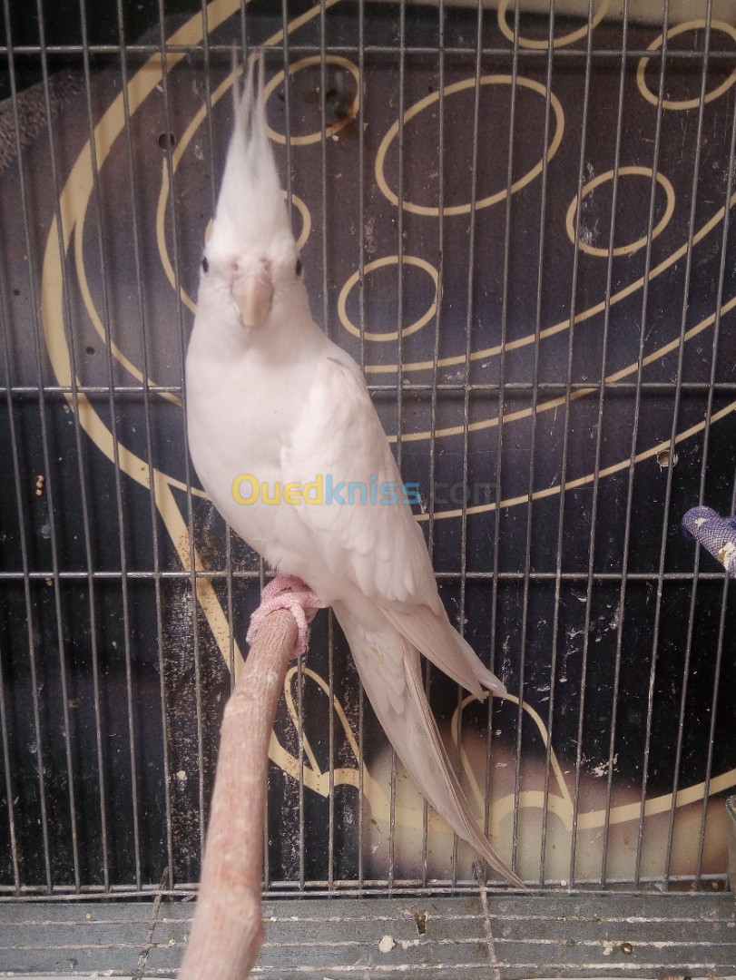 Oiseau  calopsitte malle albino