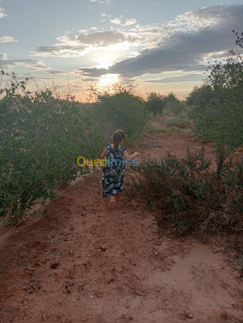 Vente Terrain Agricole Biskra Oumache