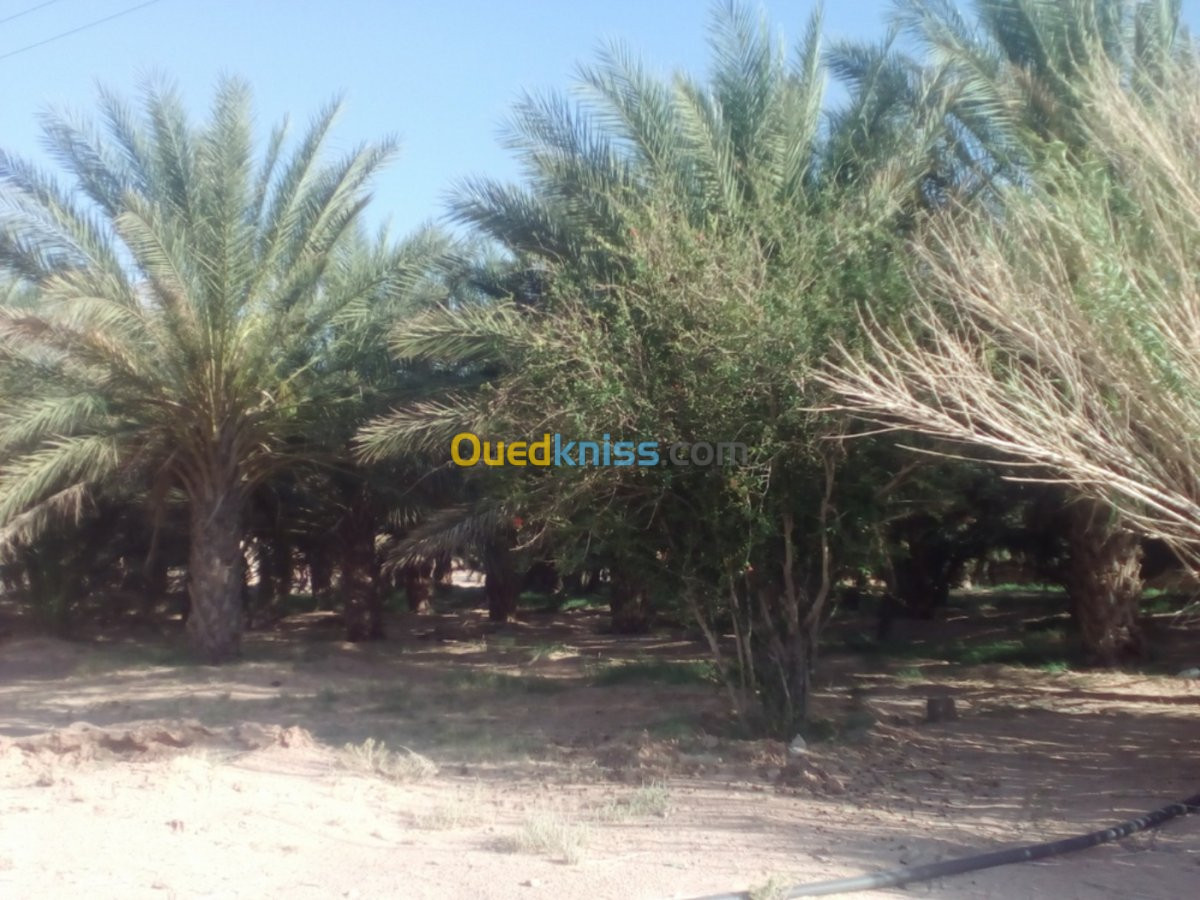 Vente Terrain Agricole El oued Oum touyour