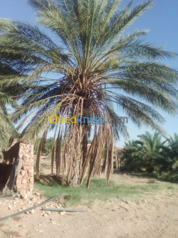 Vente Terrain Agricole El oued Oum touyour