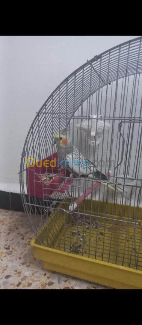 Canari mosaïque et kalopsi a vendre