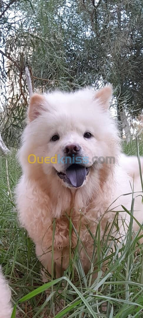 Chow chow شاو شاو 