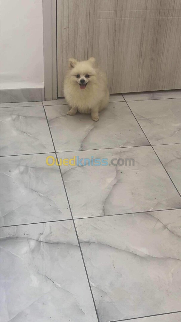 spitz pomeranian