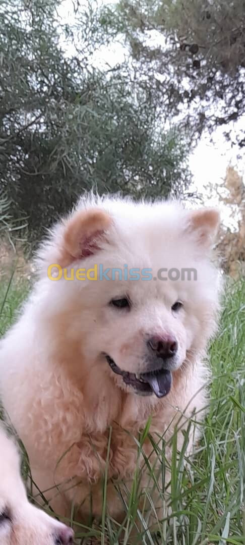 Chow chow شاو شاو 